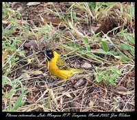 Lesser Masked-Weaver - Ploceus intermedius