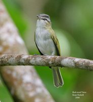 Red-eyed Vireo - Vireo olivaceus