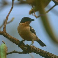 White-rumped Tanager - Cypsnagra hirundinacea