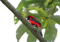 Crimson-backed Tanager - Ramphocelus dimidiatus