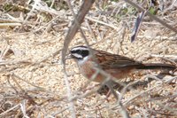 Meadow Bunting - Emberiza cioides