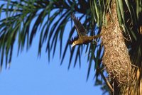 Russet-backed Oropendola - Psarocolius angustifrons