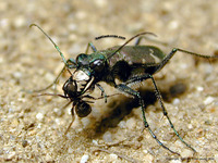 산길앞잡이 - Cicindela sachalinensis