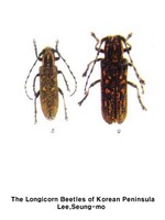 별긴하늘소 - Compsidia balsamifera