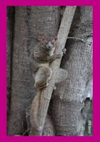 Sahamalaza's Sportive Lemur (Lepilemur sahamalazensis)