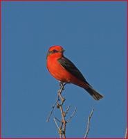 Vermillion Flycatcher at the Sonoita Creek Preserve