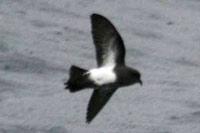 Black Bellied Storm Petrel (Fregetta tropica)