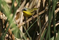 *NEW* Masked Yellowthroat - male