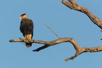 Southern  crested  caracara   -   Caracara  plancus   -   Caracara  meridionale