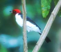 Red-capped Cardinal, Paroaria gularis