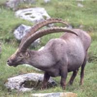 Alpine Ibex