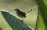 Graceful Warbler  Prinia gracilis