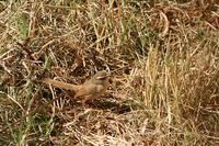 ...Tawny-flanked Prinia / Bruinsylangstertjie (Prinia subflava) Marakele National Park. South-Afric