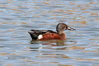 Australasian Shoveler