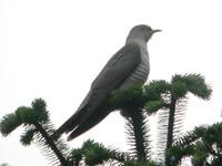 ...Lesser Cuckoo Cuculus poliocephalus, Wawu Shan, Sichuan Province, China - Jun 4, 2006 © Mark Har