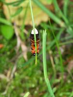 운문산반딧불이(한국고유종)