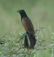 Black Coucal p.196