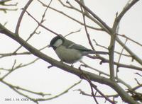 Great Tit Parus major 박새