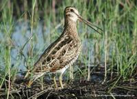 Latham's (Japanese) Snipe Gallinago hardwickii Latham's Snipe