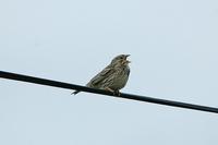 Emberiza calandra