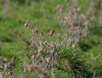 Red-throated Pipit (Anthus cervinus)