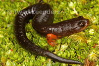 : Bolitoglossa pesrubra
