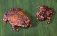 : Bufo sternosignatus