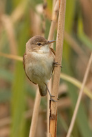 : Acrocephalus scirpaceus; Reed Warbler