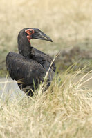 : Bucorvus leadbeateri; Southern Ground Hornbill