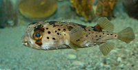 : Diodon holocanthus; Balloonfish