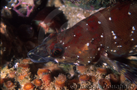 : Oxylebius pictus; Painted Greenling