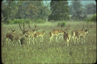 : Axis axis; Chital