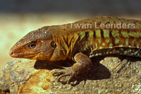 : Ameiva undulata