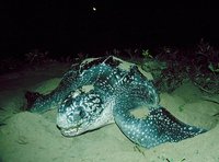 : Dermochelys coriacea; Leatherback Turtle