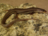 : Eumeces gilberti; Gilbert's Skink