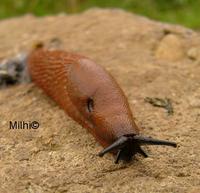 : Arion lusticanus cf. rufus