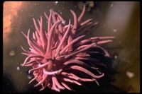 : Hopkinsia rosacea; Hopkin's Rose