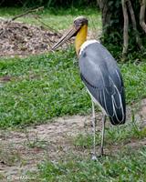 Lesser Adjutant  (captive)