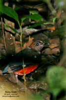 Red-bellied Pitta Scientific name - Pitta erythrogaster