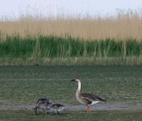 Swan Geese