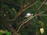 Parus montanus Willow Tit コガラ