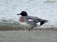 Fig. 01 홍머리오리Eurasian Wigeon