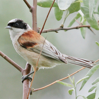 White-crowned Penduline-tit