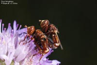 Sicus ferrugineus Foto/billede af