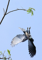 Black Baza, Aviceda leuphotes