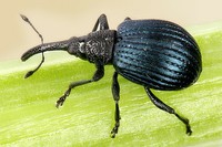 Holotrichapion pisi