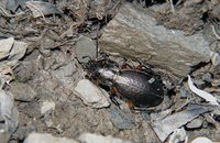 Carabus tibetanophilus yak