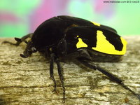 Gymnetosoma margineguttata
