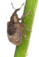 Stereonychus fraxini