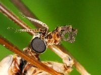 Pedicia rivosa